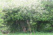 Appelboom (Rhenen)