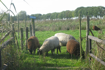 Weilanden in natuurgebied