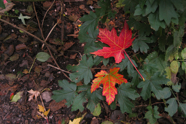 Esdoornblad