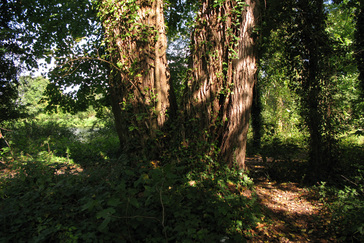 Twee oude bomen