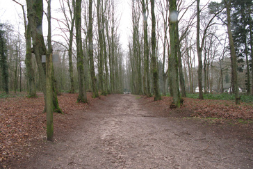 Lindelaan op de Boterberg