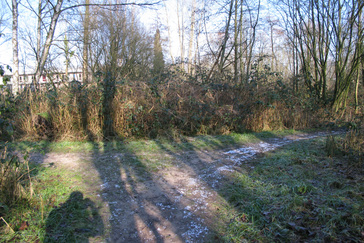 Ooibos in ontwikeling