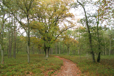 Meerstammige eikenbomen