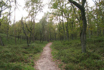 Heuvels in het bos