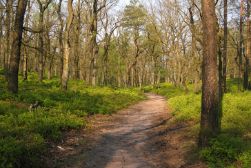 Slingerpaadje