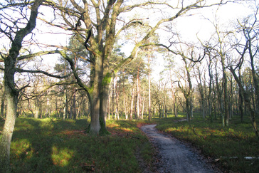 Meerstammige eikenbomen