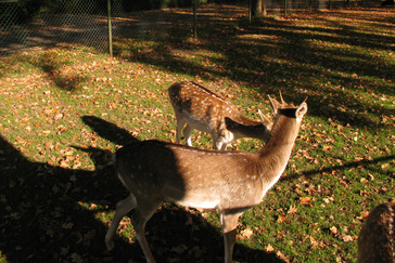 Hertenkamp