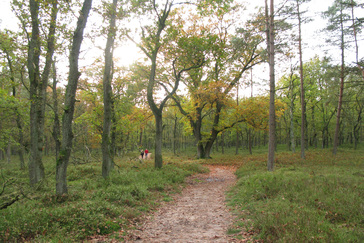 Meerstammige eikenbomen