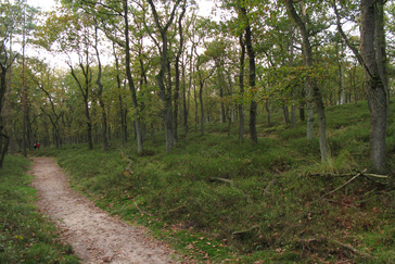 Heuvels in het bos