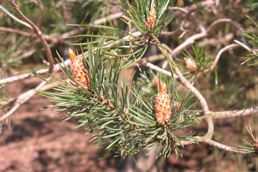 Dennenappels