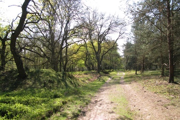 Oude houtwal / wildwal