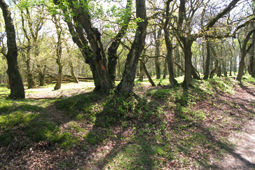 Oude houtwal / wildwal