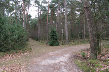 Tuinplant/conifeer in het bos