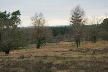 Wildwissel