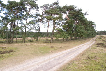 Houtwal van Vliegdennen