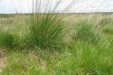 Soorten grassen