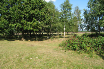 Berkenopslag in de Heiderand Berkenopslag in de Heiderand