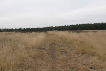 Open Heide Landschap