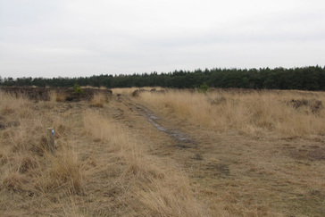 Vergrassing Heide