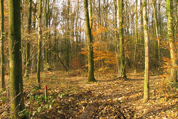 Knooppunt in het bos