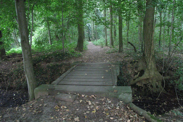 Knooppunt in het bos