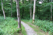 Kersenbomen (Kraggenburg)