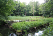 Kunst in het Waterloopbos (Kraggenburg)