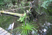 Kunst in het Waterloopbos (Kraggenburg)