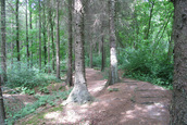 Sparrenbos (Kraggenburg)