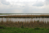 Schuilhut (Lelystad)