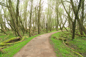 Slingerpaadje door Wilgenbos (Lelystad)