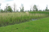 Afgegraasde Rietkraag (Lelystad)