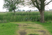 Aangeknabbelde Bomen (Lelystad)