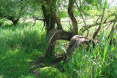 Gebogen boom (Lelystad)