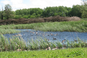 Ganzen plas (Lelystad)