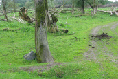 Aangeknabbelde Bomen (Lelystad)