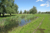 Kikkerpoel (Lelystad)