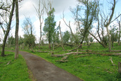 Omgevallen wilgenbos (Lelystad)