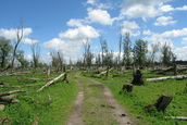 Landschap Oostvaardersplassen (Lelystad)