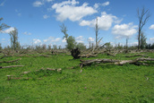 Omgevallen wilgenbos (Lelystad)