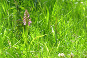 Orchideeën langs het pad (Lelystad)