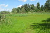 Orchideeën weide (Lelystad)