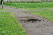 Paarden WC (Lelystad)