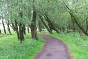 Slingerpaadje door Wilgenbos (Lelystad)