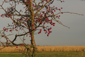 Aangevreten meidoorn (Lelystad)