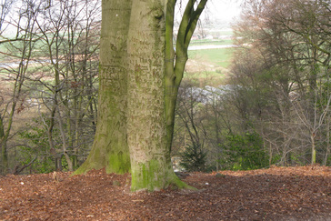 Namen in de bomen