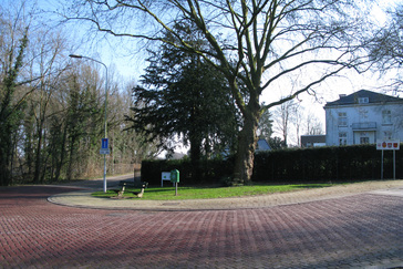 Oude bomen