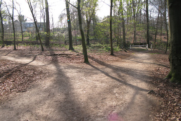 Beukenbossen bij Ubbergen