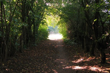 Tunneltje van bladeren