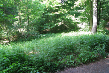 Adelaarsvaren
